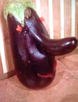 Баклажан