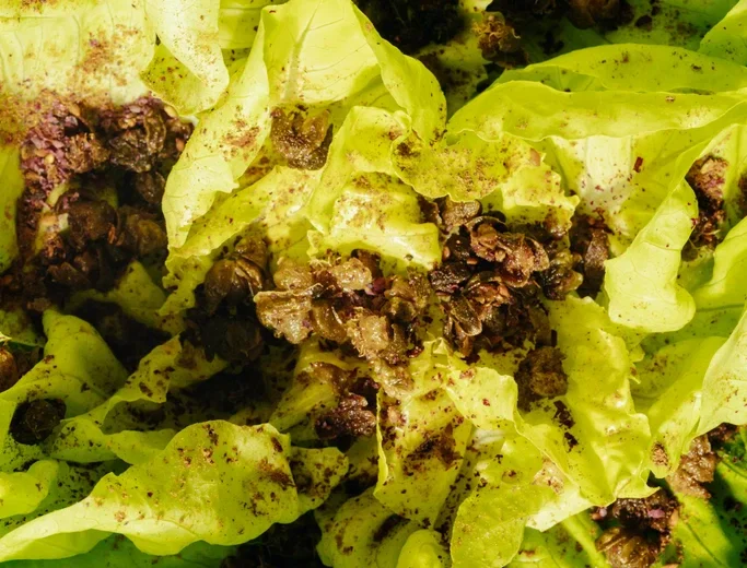 Чакапули