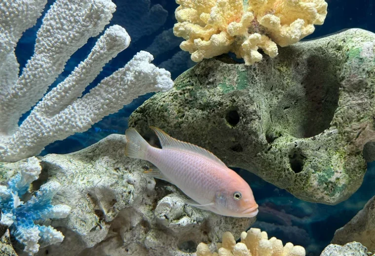 Fish Проект