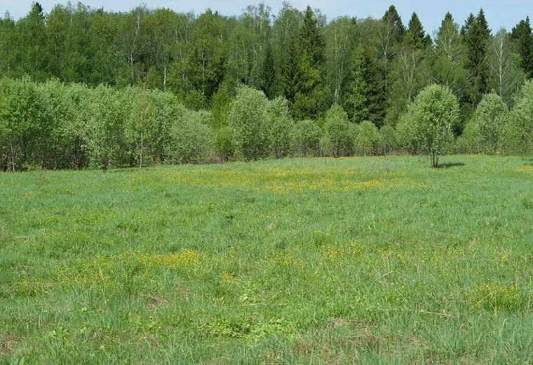 Лесная поляна