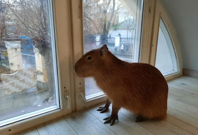 Бар Капибар